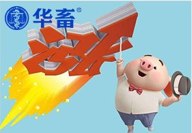 春节猪价5连涨，华畜预测2022猪市或将迎来拐点